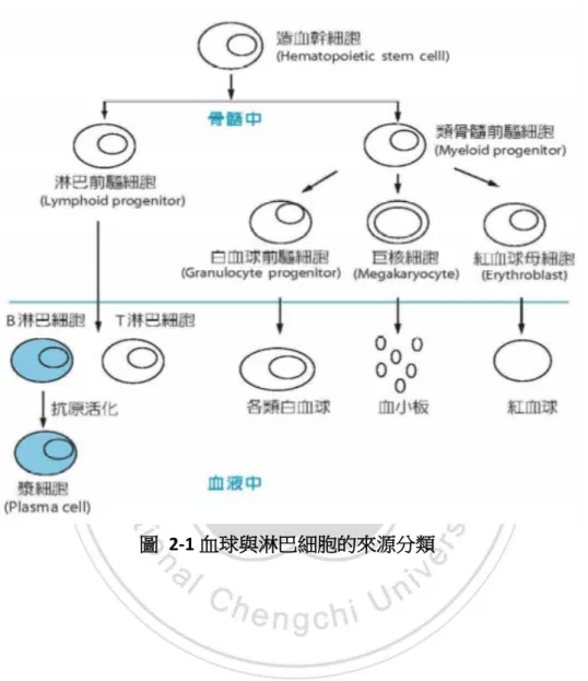 圖   2-1 血球與淋巴細胞的來源分類 