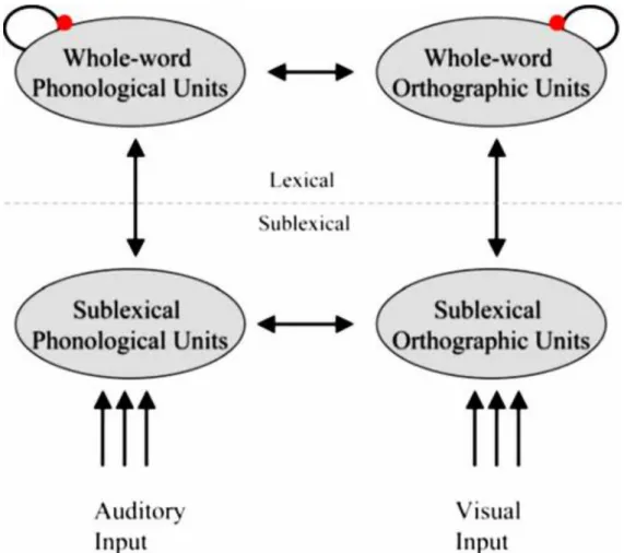 Figure  2. Architecture of bimodal interactive activation model  (Grainger  &amp;  Ferrand,  1994) 