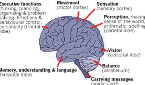 Fig. 4-2: Functions of brain’s area 