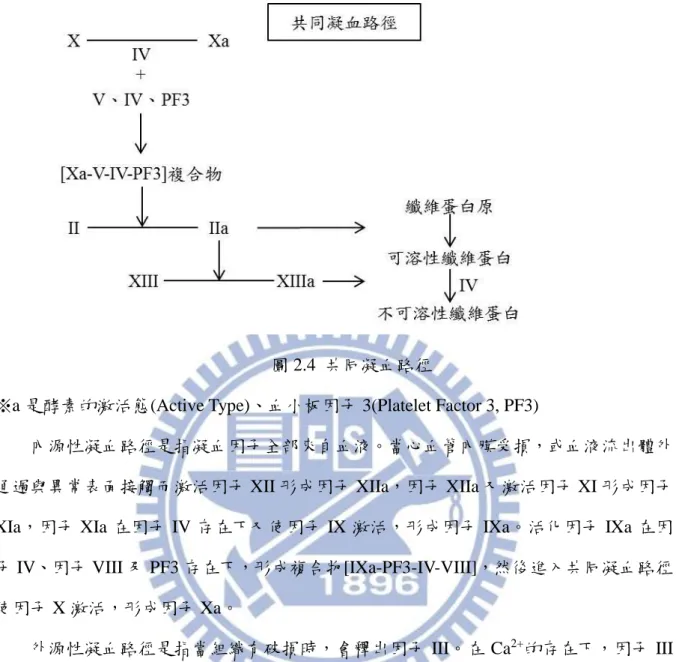 圖 2.4  共同凝血路徑 