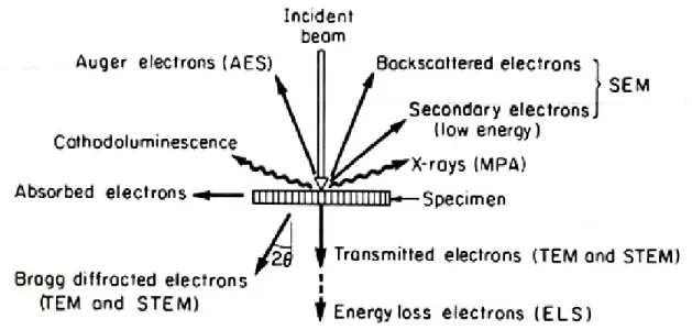 Figure  2.6  Schematic  showing  electrons  and  electromagnetic  waves  emitted  from  a  specimen as a result of elastic and inelastic scattering of the incident electron waves