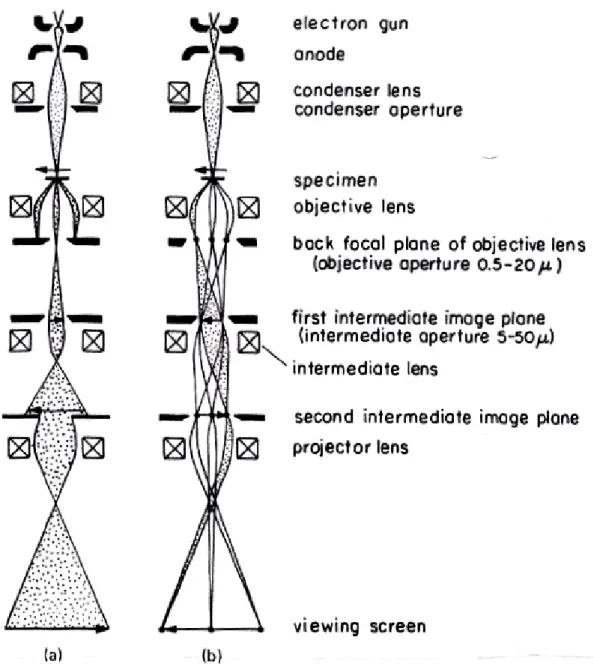 Figure 2.7 Schematic ray diagrams for a three-lens imaging microscope operated (a)  for imaging and (b) for selected area electron diffraction