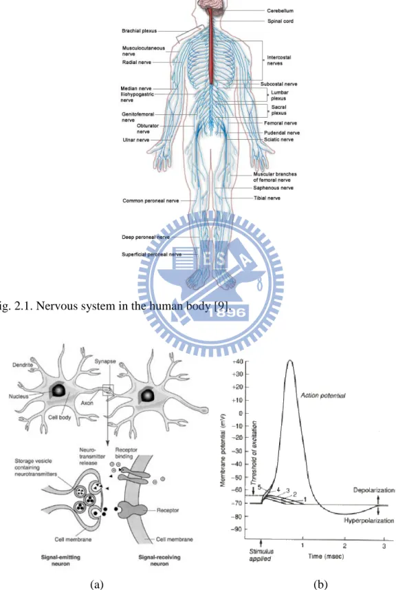 Fig. 2.1. Nervous system in the human body [9]. 