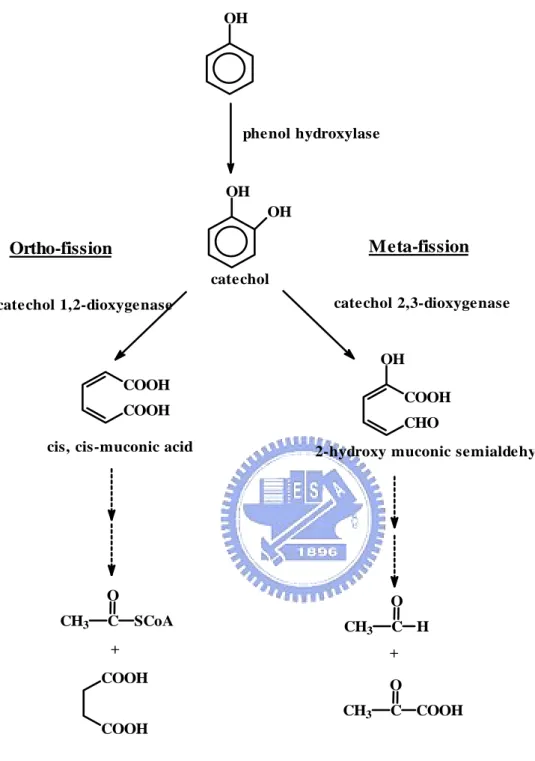 Figure 1-1. Two common phenol degradation pathways, the ortho- and meta-fission,  occur in microorganisms