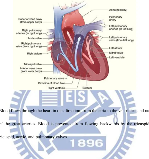 Fig. 2.6 Blood flow diagram of the human heart[49]. 