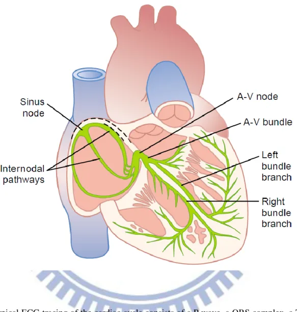 Fig. 2.7 conduction system of heart[22]. 
