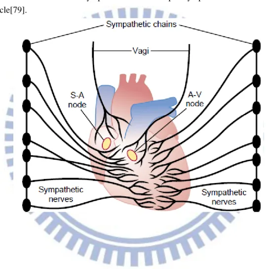 Fig. 3.1 The distribution of sympathetic nerves and parasympathetic nerves in cardiac  muscle[79]