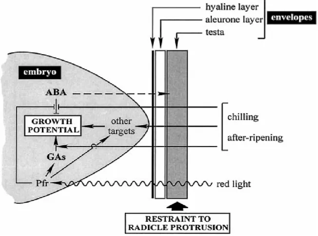 Figure 1     Seed dormancy is controlled by environmental factors and seed  physiology (Debeaujon and Koornneef, 2000)