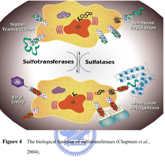 Figure 4     The biological function of sulfotransferases (Chapmen et al.,  2004).