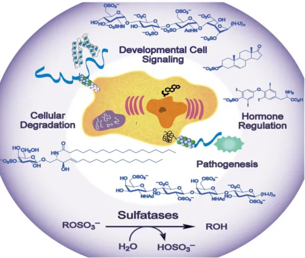Figure 5     The biological function of sulfatases (Hanson et al., 2004). 