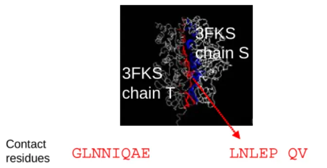 Figure 7. An example of how to calculate CI values. The 15 residues colored by red are part of  contact residues (on 3FKS chain T) in the interacting interface between 3FKS chains T and  chain S