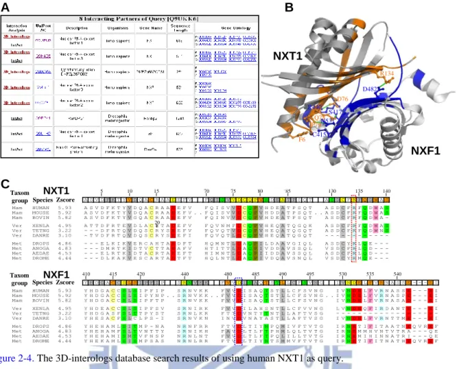 Figure 2-4. The 3D-interologs database search results of using human NXT1 as query. 