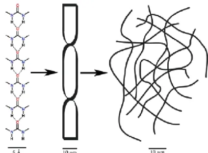 Figure 1-1. The primary, secondary, and tertiary structure of a self-assembled  morphology