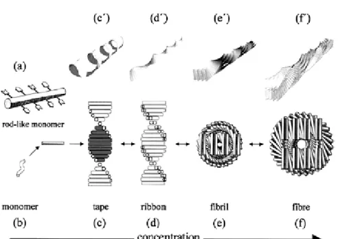 Figure 1-5. Model of the hierarchical self-assembly of chiral rodlike  monomers. 