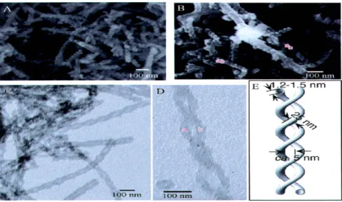 Figure 1-13. (A and B) FE-SEM and (C and D) TEM images of the  double-helical silica nanotube obtained from the mixed gel of M  and  N  (1:1  w/w) after calcination, and (E) schematic representation of the double-helical  structure of the silica nanotubes 