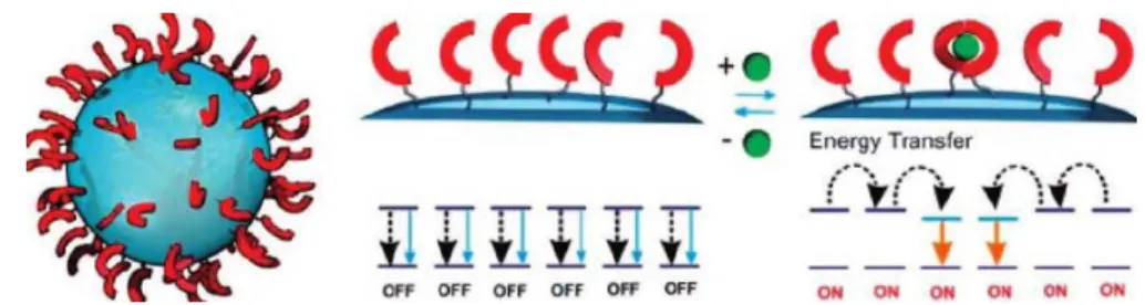 Figure 1.4.3    Schematic diagram of the excited states deactivation processes on the 