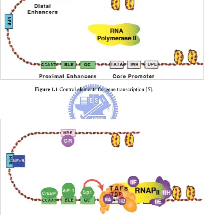 Figure 1.2 Transcription factors and the basal machinery [5]. 