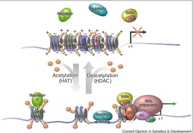 Figure 1.3 Covalent modification of histone tails and Regulation of gene transcription  [6]