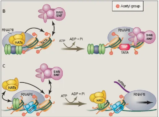 Figure 1.4 Chromatin-remodeling enzymes facilitate multiple steps during gene  activation [9]