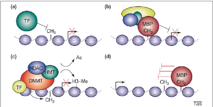 Figure 1.5 DNA methylation and regulation of gene transcription [10]. 