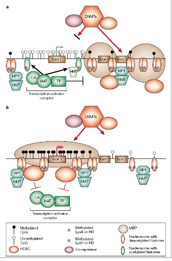 Figure 1.6 CpG island and Regulation of gene transcription [15]. 