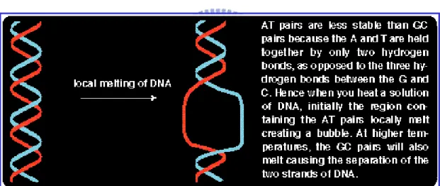 Figure 1.7 The calculation of DNA stability. 