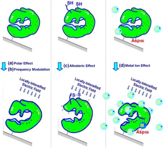 Figure 9 Three applicable regulating mechanisms induced by a locally-intensified electric  field are schematically shown
