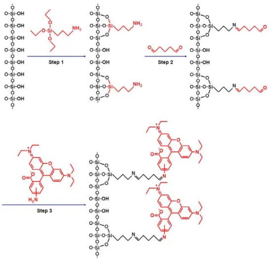 Figure 13 The immobilization steps for rhodamine B amine onto silicon oxide surface. 