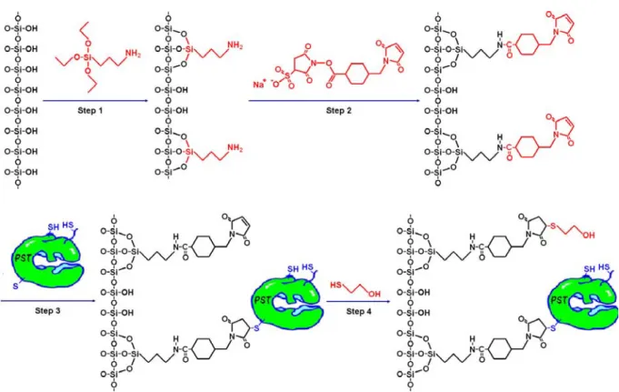 Figure 15 Schematic diagramof the immobilization of PST (or imidase)  onto silicon oxide  surface