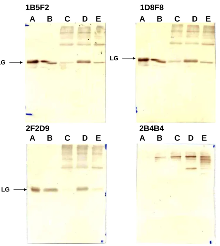 Figure 9：利用 Western blot 分析還原乳的專一性單株抗體（1B5F2, 2F2D9 及 1D8F8）及缺乏專一性的單株抗體的特性。每一個 lane 放入 10ug 的乳 蛋白。Lane A：為 native LG、lane B：為生乳、lane C：為市售鮮乳、lane  D：為還原乳及 lane E：加熱 95℃15 分鐘後的生乳。  1B5F2 1D8F8 A      B      C      D    E2F2D9 2B4B4 LG LGLG A      B      C  