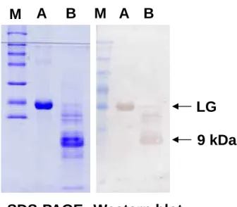 Figure 11：利用 western blot 分析由 CNBr 所分解 LG 之片段與抗體結合情形。每個 well 加入濃度為 30 µg 之蛋白質。Lane M：marker。 Lane A： LG。 lane B：LG +  CNBr。從結果得知 epitope 應位於 9 kDa 之片段內。 