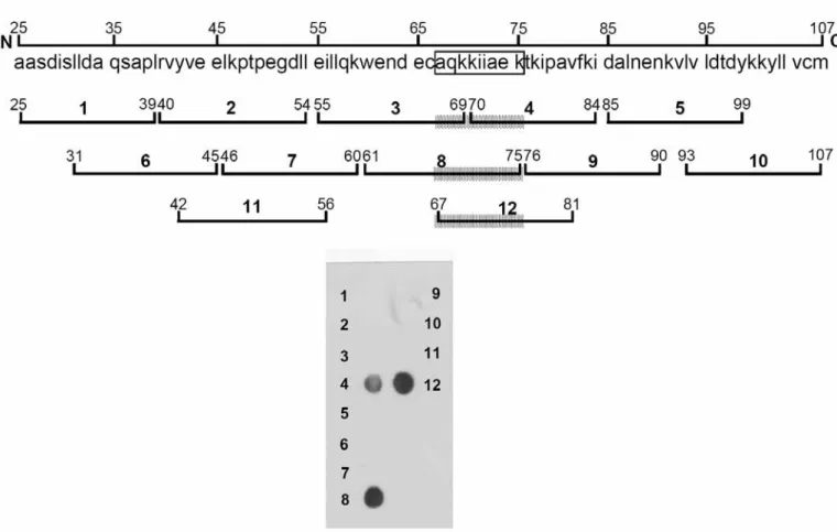 Figure 12：利用 peptide array 之技術在 membrance 上合成各為 15  個胺基酸共 12 條胜肽，並 利用抗體分析。結果顯示胜肽 4. 8