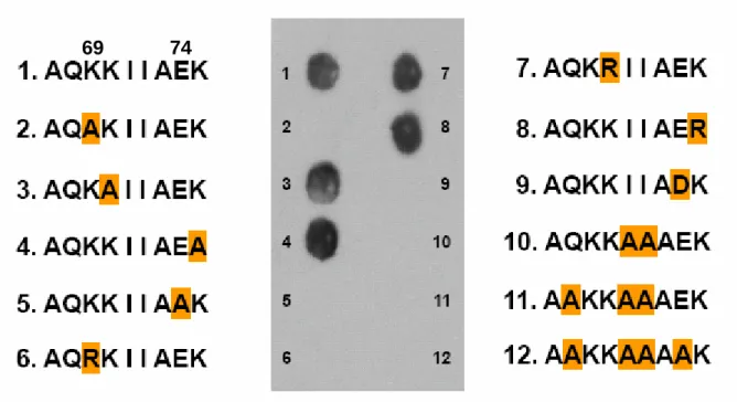 Figure 15:  利用 peptide array 技術製作不同點突變之胜肽，分析抗體與 epitope 結合之特性。 結果發現 Lys69 和 Glu74 不論是突變成不帶電的 Ala 或是帶相同電荷的 Arg 或 Asp，皆無法 與抗體結合產生反應，相較之下 Lys70 及 75 卻不受突變而影響與抗體的結合能力，另外 Ile71  和 Ile72 突變也會影響抗體的結合。總結而言 Lys69、Glu74、Ile71 and Ile72 構成 epitope 中能否被抗體辨識之重要胺基酸。 