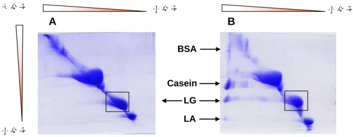 Figure 22：利用 IEF 2D-PAGE 分析牛乳經加熱後 LG 與乳中哪幾種蛋白質結合。 A：並未加熱的生乳。B：加熱後的生乳。結果並未發現有不相同的地方。 A B LG  BSA Casein LA A B大分子  小分子  小分子 小分子