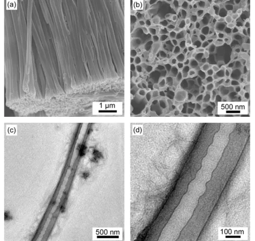 Figure 2. Electron microscopy (SEM and TEM) images of PMMA (M w : 97 kg/mol) nanotubes