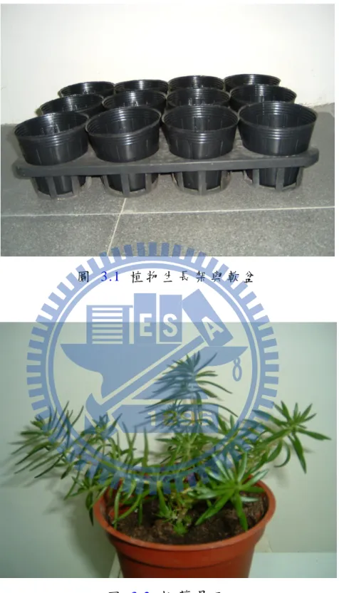 圖   3.1   植 物 生 長 架 與 軟 盆  