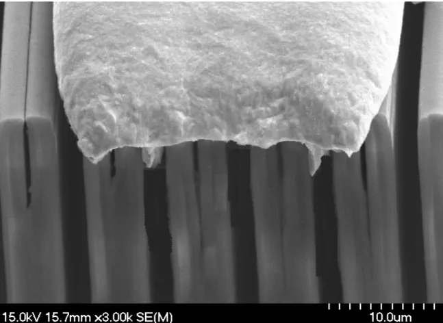 Figure 8. the SEM picture of rooting phenomenon with controlling exposed time 