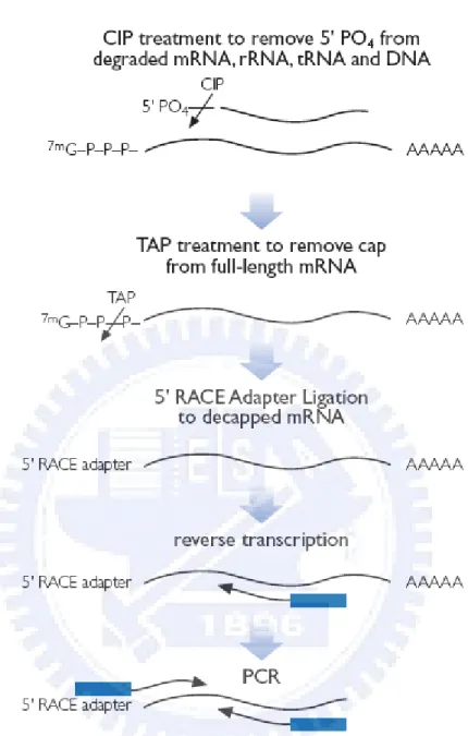 Figure 3.16 Ambion 5’ RLM-RACE (From Ambion protocol: AM1700) 