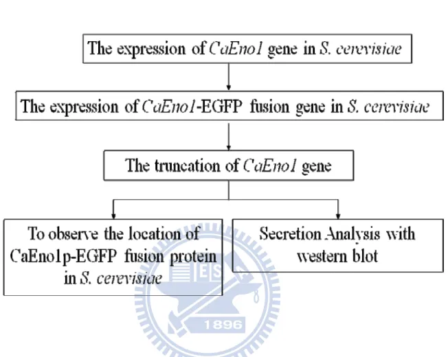 Figure 1. Strategy and flow chart of the experiments in this study. 