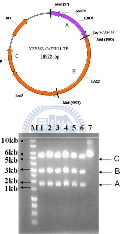 Figure 2. Restriction enzyme digestion of YEP363-CaENO1-TP.  (A)  The map of YEP363-CaENO1-TP
