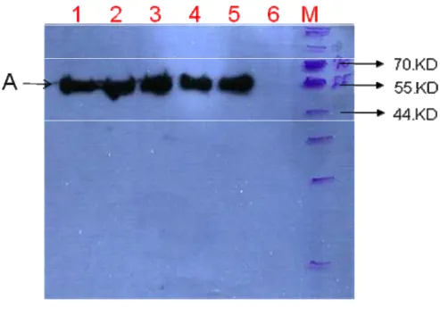 Figure 3. Western blot of the eno-tp expressed in cell. 