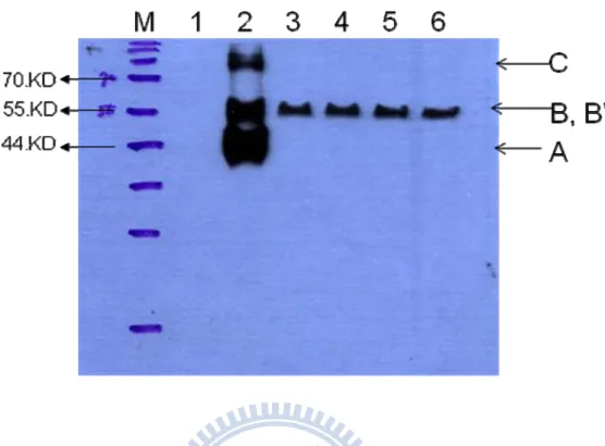 Figure 4. Wstern Blot of the eno-tp secreted outside the cell.   