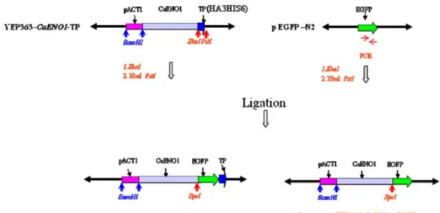 Figure 5. The construction of the plasmid expressed CaENO1-EGFP fusion protein in  the S
