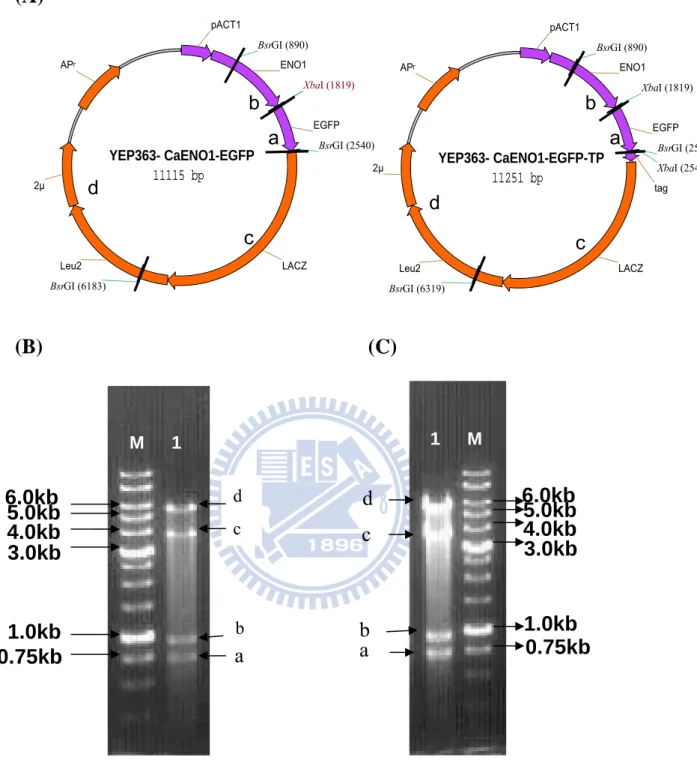 Figure 6. Restriction digestion of the plasmids expressed CaENO1-EGFP fusion genes.    (A) The maps of the plasmids YEP363-CaENO1-EGFP and YEP363-CaENO1-EGFP-TP