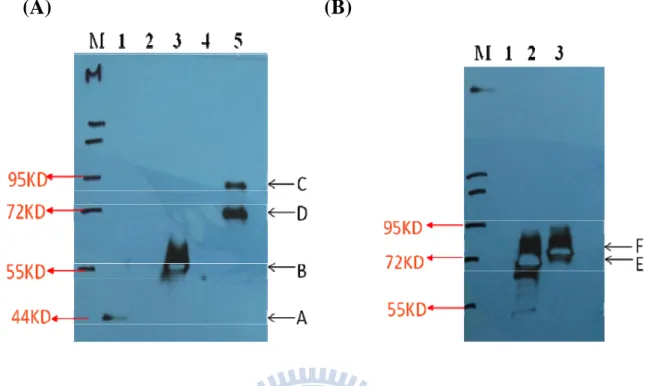 Figure 7. The western blot of CaENO1-EGFP fusion protein.   