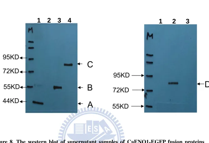 Figure 8. The western blot of supernatant samples of CaENO1-EGFP fusion proteins  from the supernatant of cultured medium