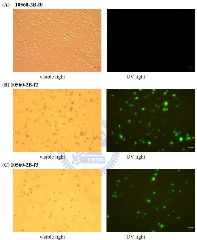 Figure 9. The microscopy observation of CaENO1-EGFP fusion protein.   
