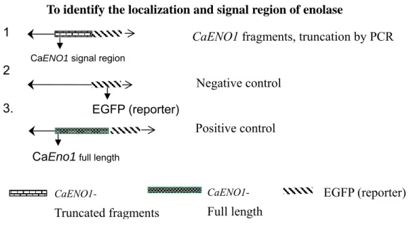 Figure 10. The diagram of the strategy in this experiment. To identify the localization  and signal region of enolase 