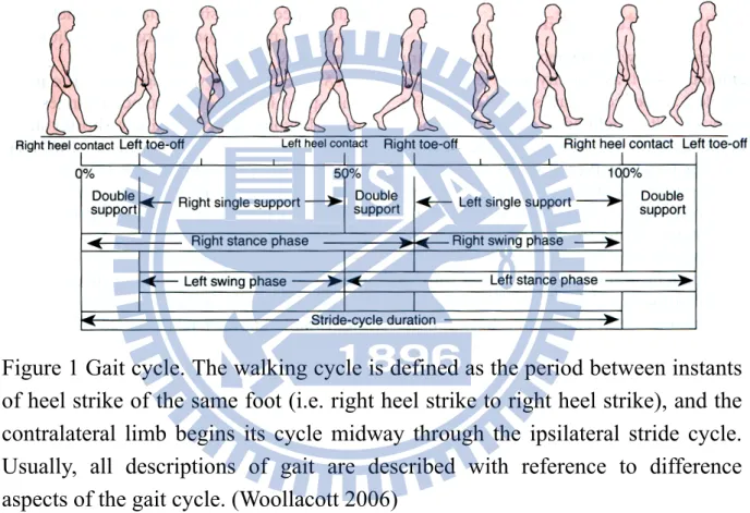 Figure 1 Gait cycle. The walking cycle is defined as the period between instants  of heel strike of the same foot (i.e