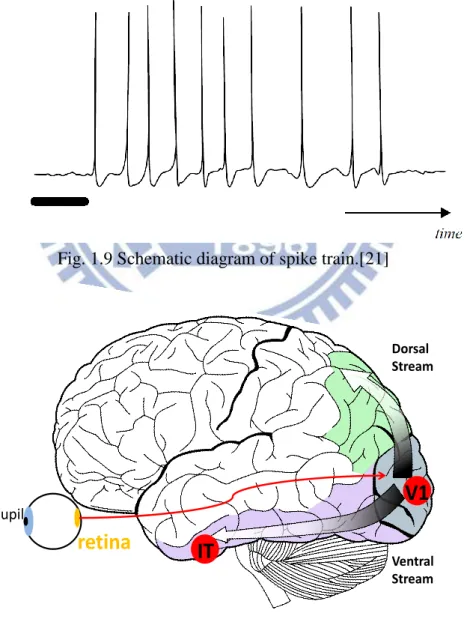 Fig. 1.9 Schematic diagram of spike train.[21] 